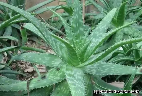 在农村种植什么比较有前景能赚钱？