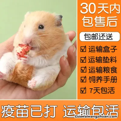 养鼠人亲测：在淘宝卖仓鼠，真能边撸毛团边赚钱？